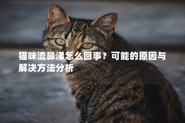 猫咪流鼻涕怎么回事？可能的原因与解决方法分析