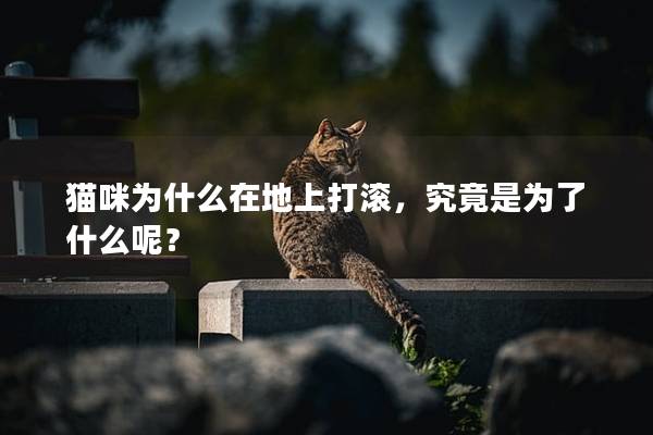 猫咪为什么在地上打滚，究竟是为了什么呢？