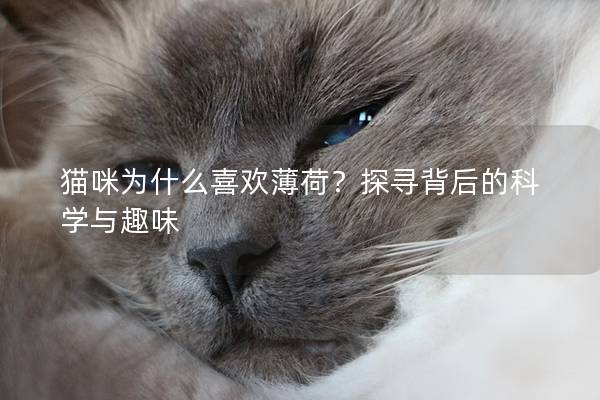 猫咪为什么喜欢薄荷？探寻背后的科学与趣味