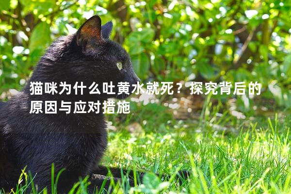 猫咪为什么吐黄水就死？探究背后的原因与应对措施