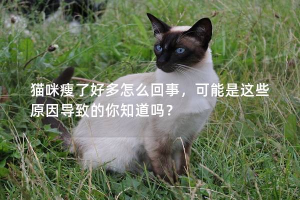 猫咪瘦了好多怎么回事，可能是这些原因导致的你知道吗？