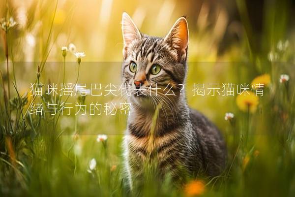 猫咪摇尾巴尖代表什么？揭示猫咪情绪与行为的秘密