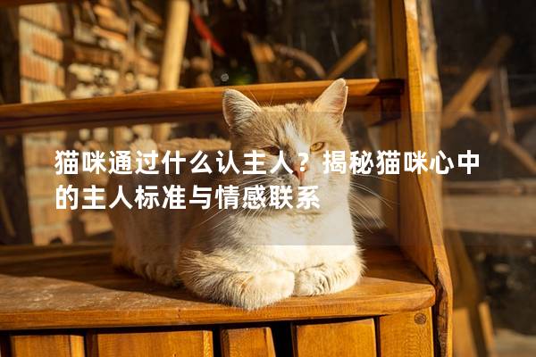 猫咪通过什么认主人？揭秘猫咪心中的主人标准与情感联系