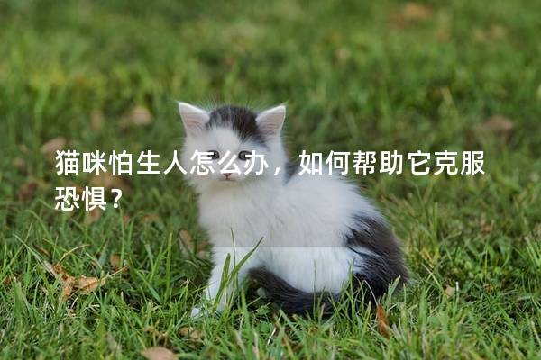 猫咪怕生人怎么办，如何帮助它克服恐惧？