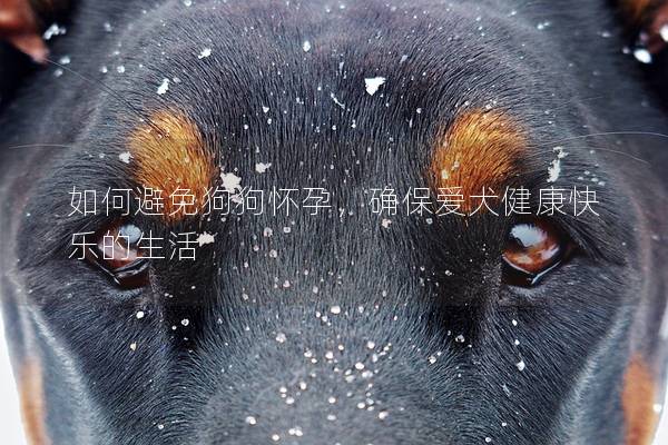 如何避免狗狗怀孕，确保爱犬健康快乐的生活