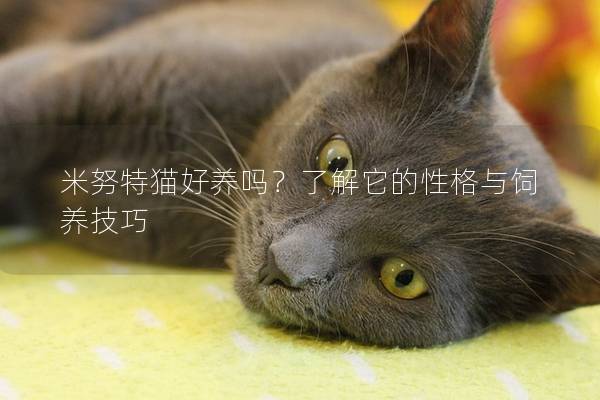 米努特猫好养吗？了解它的性格与饲养技巧