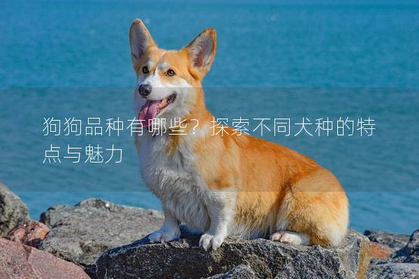 狗狗品种有哪些？探索不同犬种的特点与魅力