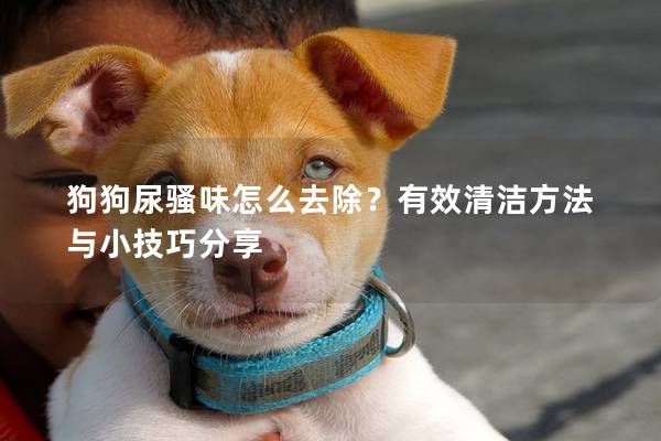 狗狗尿骚味怎么去除？有效清洁方法与小技巧分享