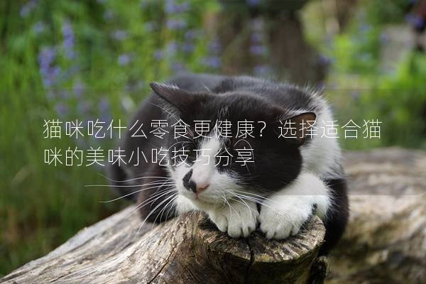 猫咪吃什么零食更健康？选择适合猫咪的美味小吃技巧分享