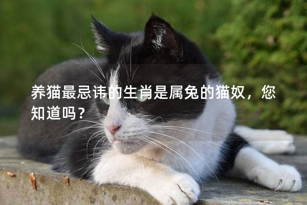 养猫最忌讳的生肖是属兔的猫奴，您知道吗？