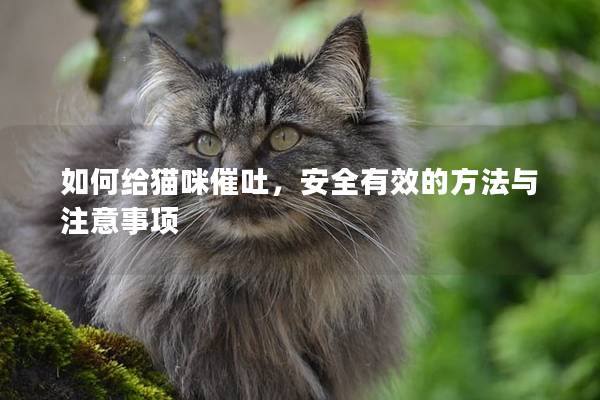 如何给猫咪催吐，安全有效的方法与注意事项