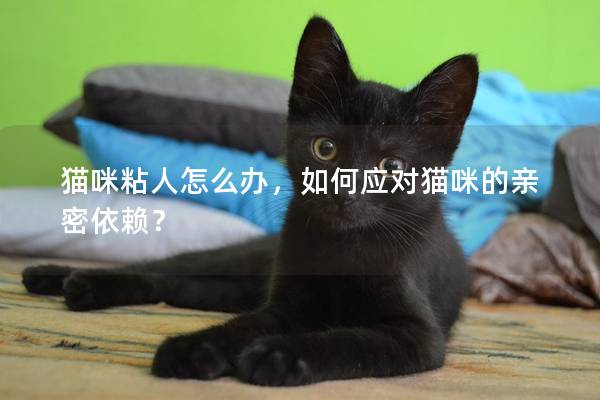 猫咪粘人怎么办，如何应对猫咪的亲密依赖？