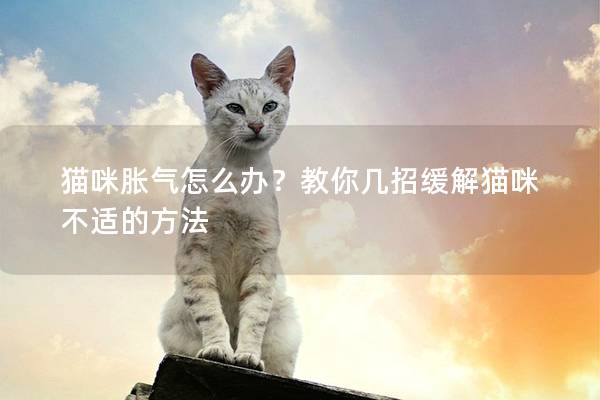 猫咪胀气怎么办？教你几招缓解猫咪不适的方法