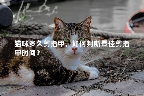 猫咪多久剪指甲，如何判断最佳剪指甲时间？