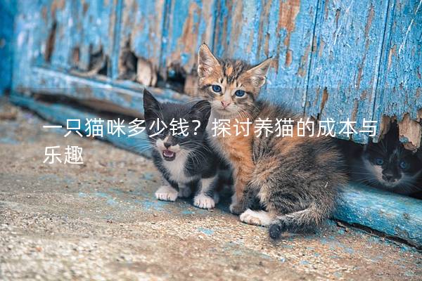 一只猫咪多少钱？探讨养猫的成本与乐趣