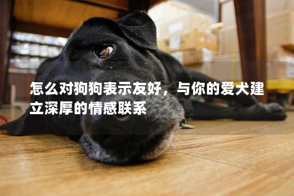 怎么对狗狗表示友好，与你的爱犬建立深厚的情感联系