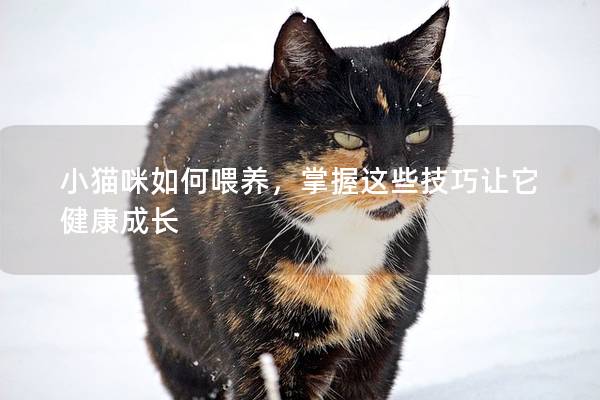 小猫咪如何喂养，掌握这些技巧让它健康成长