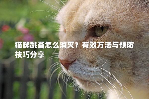 猫咪跳蚤怎么消灭？有效方法与预防技巧分享