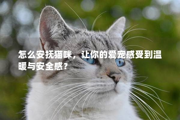 怎么安抚猫咪，让你的爱宠感受到温暖与安全感？