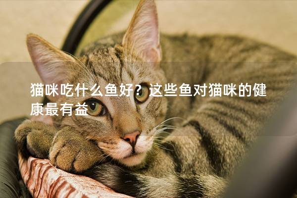 猫咪吃什么鱼好？这些鱼对猫咪的健康最有益