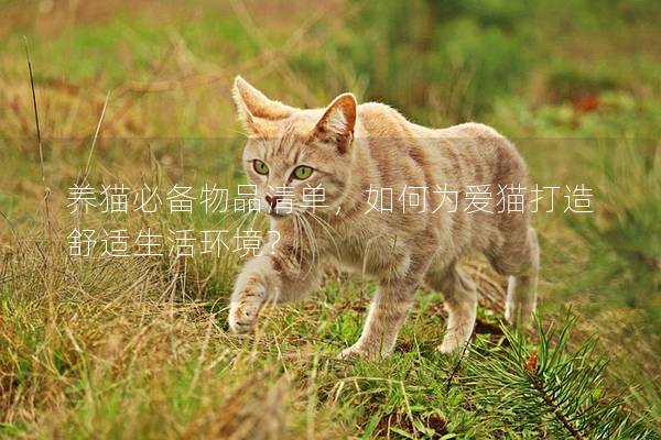 养猫必备物品清单，如何为爱猫打造舒适生活环境？