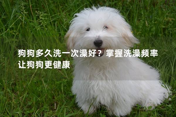 狗狗多久洗一次澡好？掌握洗澡频率让狗狗更健康