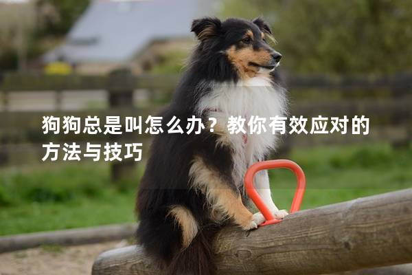 狗狗总是叫怎么办？教你有效应对的方法与技巧