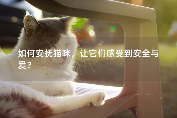 如何安抚猫咪，让它们感受到安全与爱？