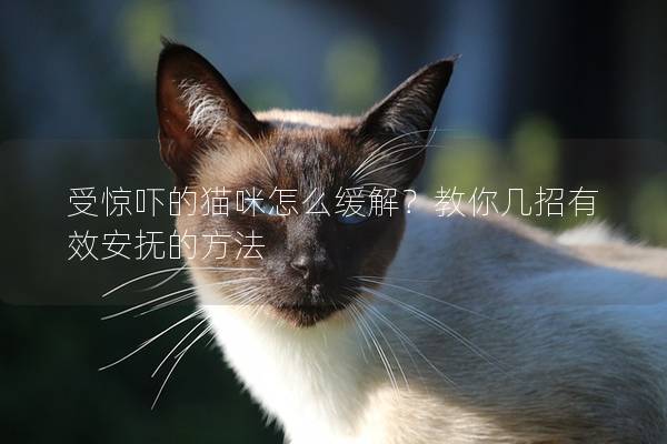 受惊吓的猫咪怎么缓解？教你几招有效安抚的方法