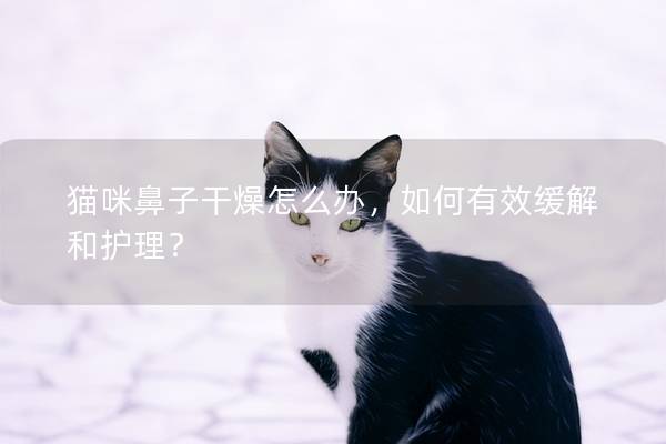 猫咪鼻子干燥怎么办，如何有效缓解和护理？