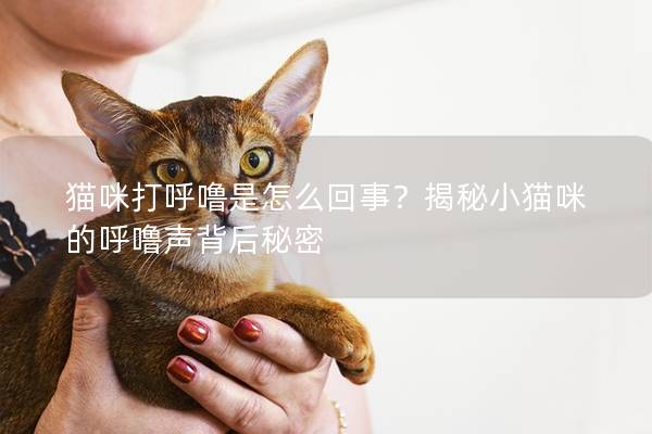 猫咪打呼噜是怎么回事？揭秘小猫咪的呼噜声背后秘密