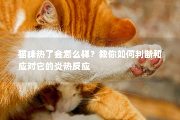 猫咪热了会怎么样？教你如何判断和应对它的炎热反应