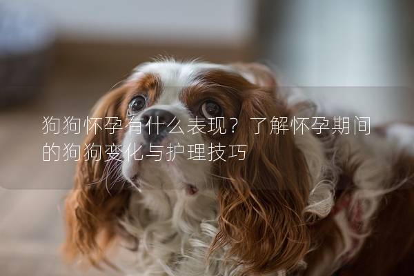 狗狗怀孕有什么表现？了解怀孕期间的狗狗变化与护理技巧