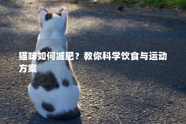 猫咪如何减肥？教你科学饮食与运动方案