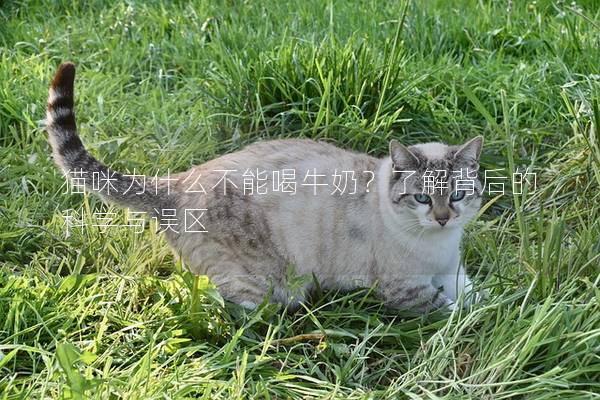 猫咪为什么不能喝牛奶？了解背后的科学与误区