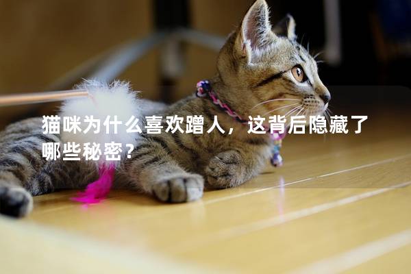 猫咪为什么喜欢蹭人，这背后隐藏了哪些秘密？