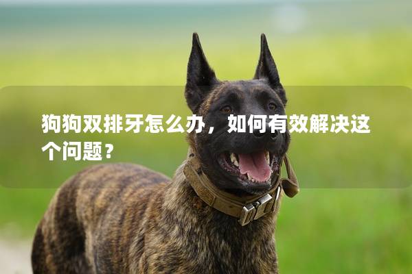 狗狗双排牙怎么办，如何有效解决这个问题？