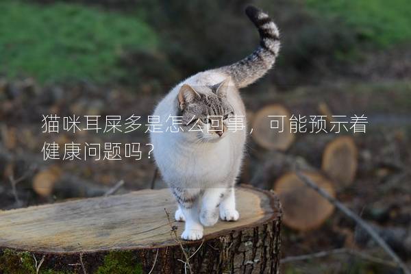 猫咪耳屎多是怎么回事，可能预示着健康问题吗？