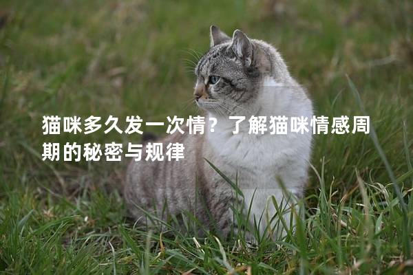 猫咪多久发一次情？了解猫咪情感周期的秘密与规律