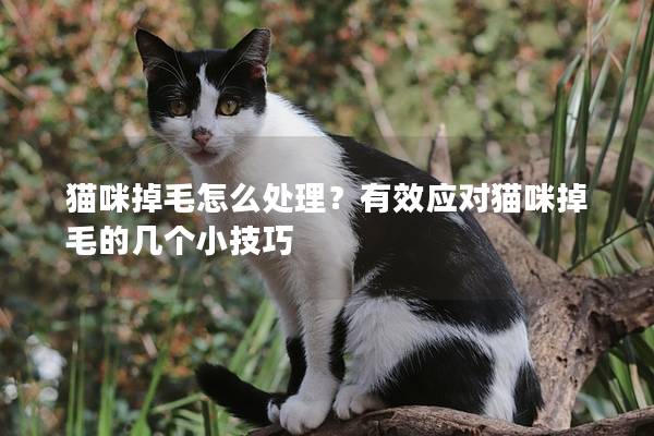 猫咪掉毛怎么处理？有效应对猫咪掉毛的几个小技巧