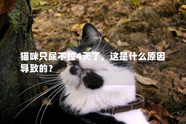 猫咪只尿不拉4天了，这是什么原因导致的？