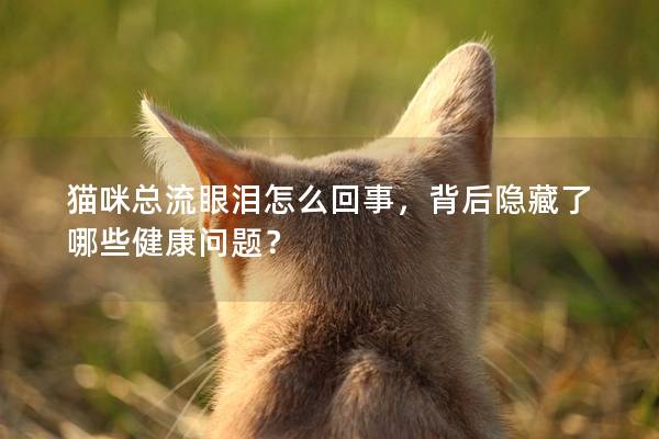 猫咪总流眼泪怎么回事，背后隐藏了哪些健康问题？