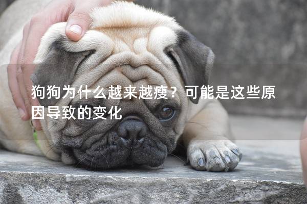 狗狗为什么越来越瘦？可能是这些原因导致的变化