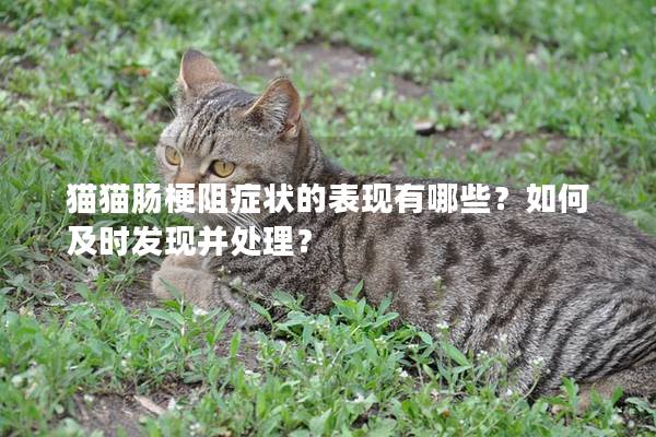 猫猫肠梗阻症状的表现有哪些？如何及时发现并处理？