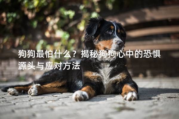 狗狗最怕什么？揭秘狗狗心中的恐惧源头与应对方法