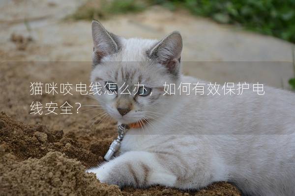 猫咪咬电线怎么办，如何有效保护电线安全？