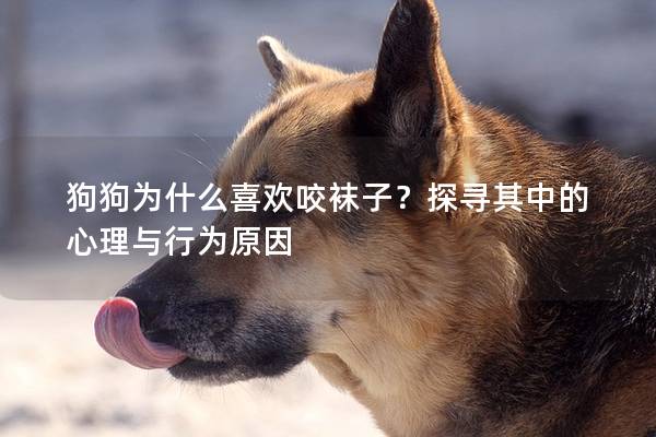 狗狗为什么喜欢咬袜子？探寻其中的心理与行为原因