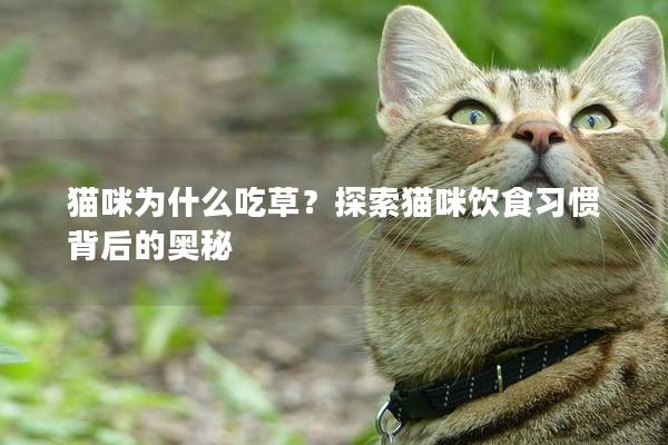 猫咪为什么吃草？探索猫咪饮食习惯背后的奥秘