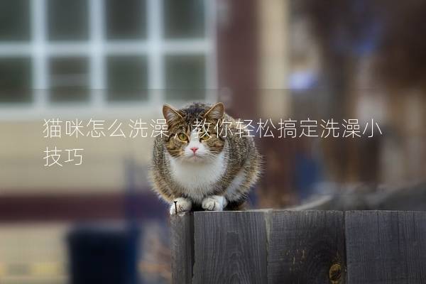 猫咪怎么洗澡，教你轻松搞定洗澡小技巧