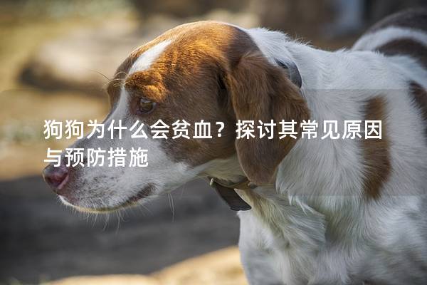 狗狗为什么会贫血？探讨其常见原因与预防措施